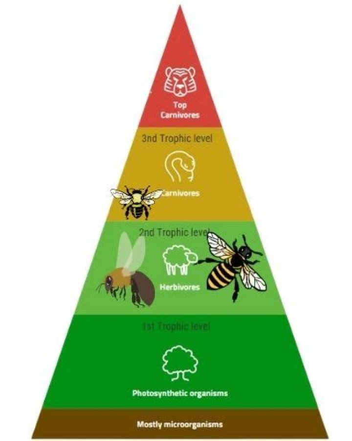 Are bees herbivores?