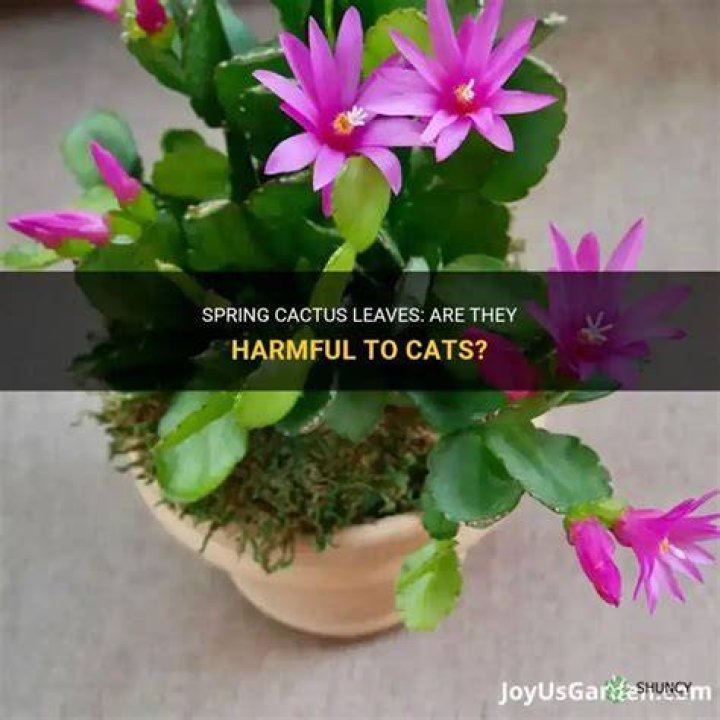 Are Cactus safe for cats?