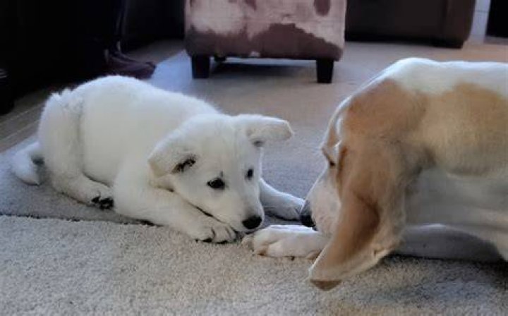 Are exercised dogs better behaved?
