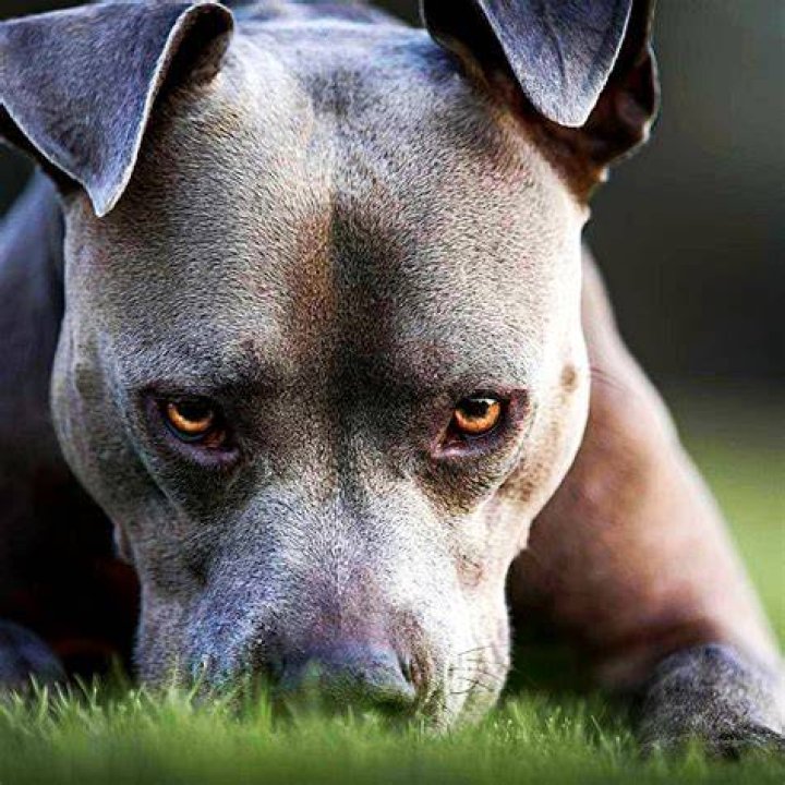 Are GREY pitbulls aggressive?