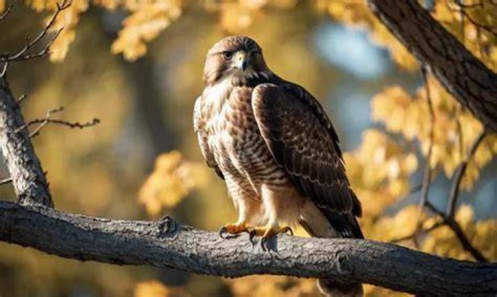 Are hawks smart?