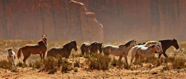 Are mustangs starving?