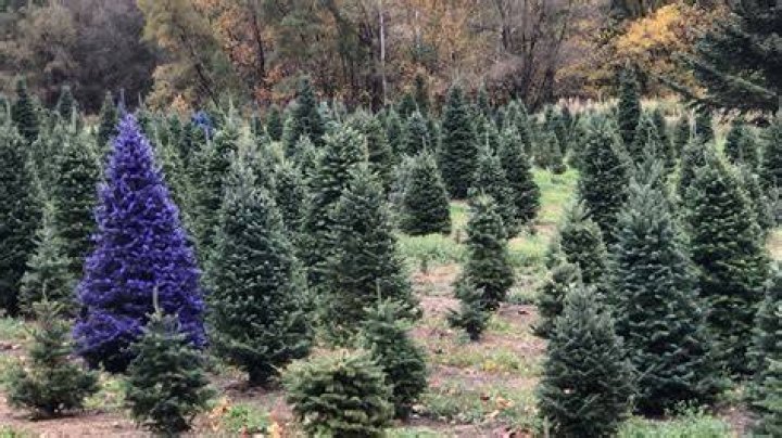 Are purple Christmas trees real?