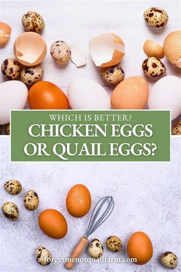 Are quail eggs better than chicken?