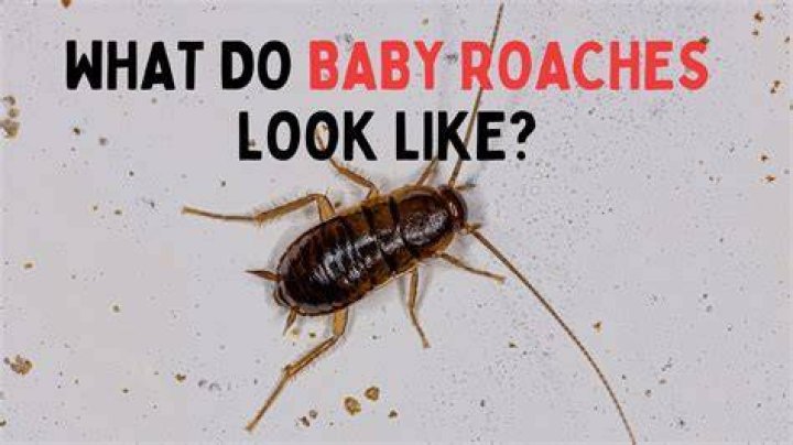 Are roaches white when born?