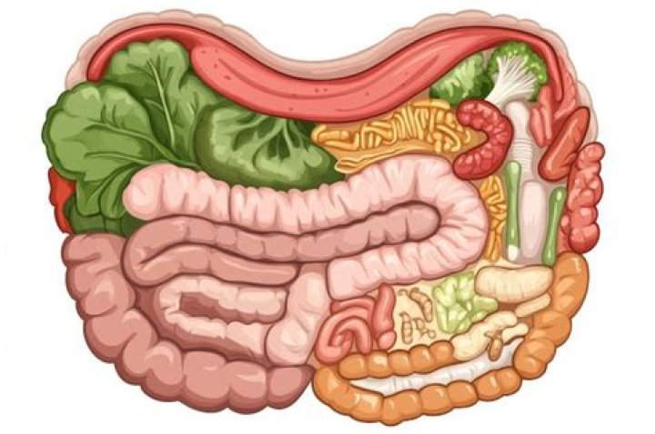 Are sausages intestines?