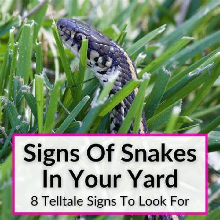 Are snakes good in your yard?