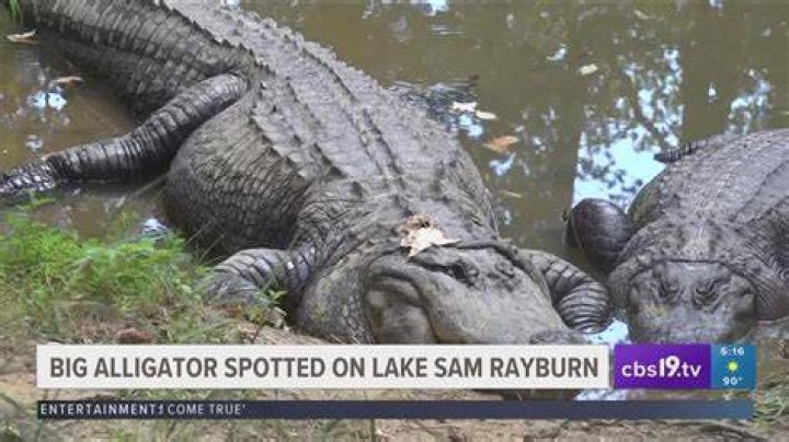 Are there alligators in Epcot?