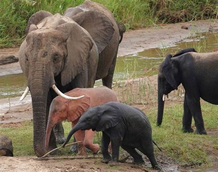 Are there any albino elephants?
