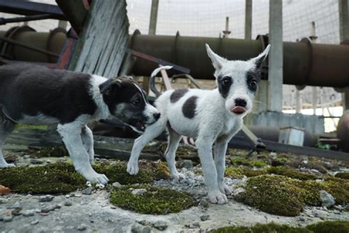 Are there dogs that Cannot be trained?