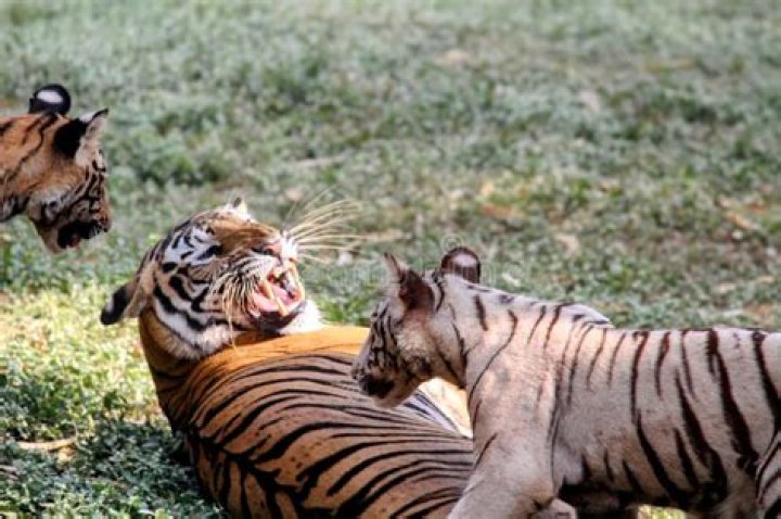 Are tigers friendly to humans?