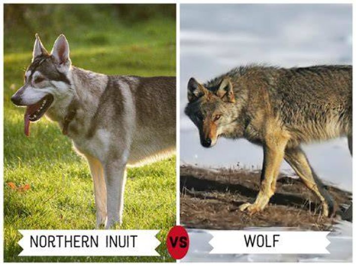 Are wolf dogs stronger than wolves?