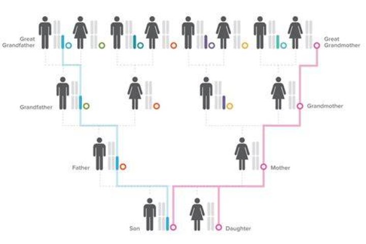 Are you genetically closer to your child or sibling?