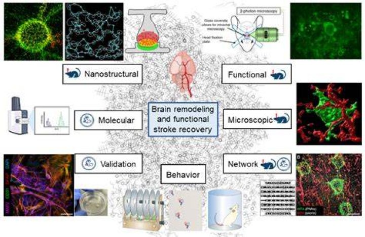 Can a brain repair itself after a stroke?