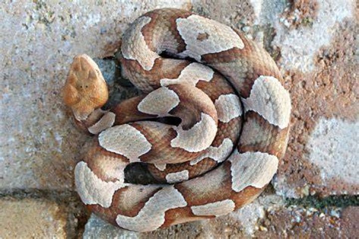 Can a snake open a door?