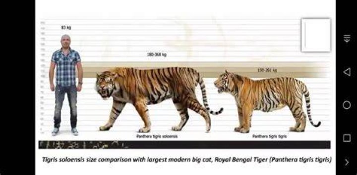 Can a tiger be a male?