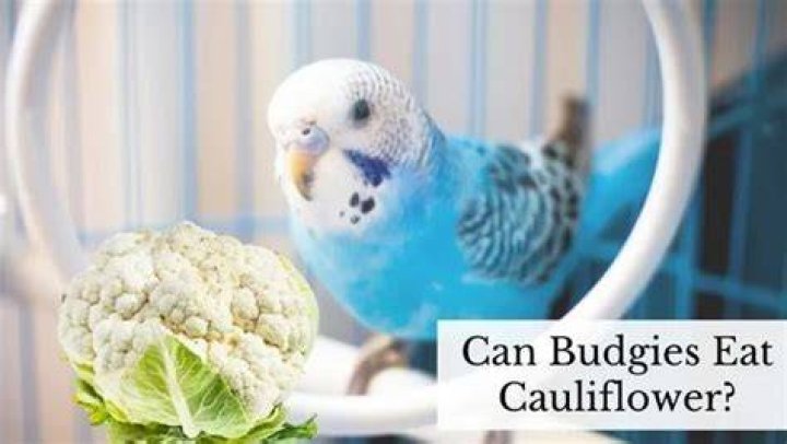 Can birds eat cauliflower?