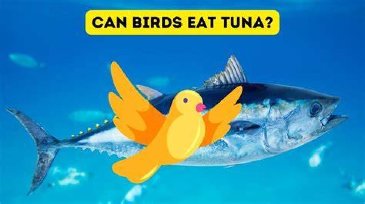 Can birds eat tuna?
