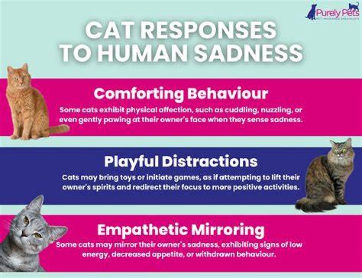 Can cats detect sadness?