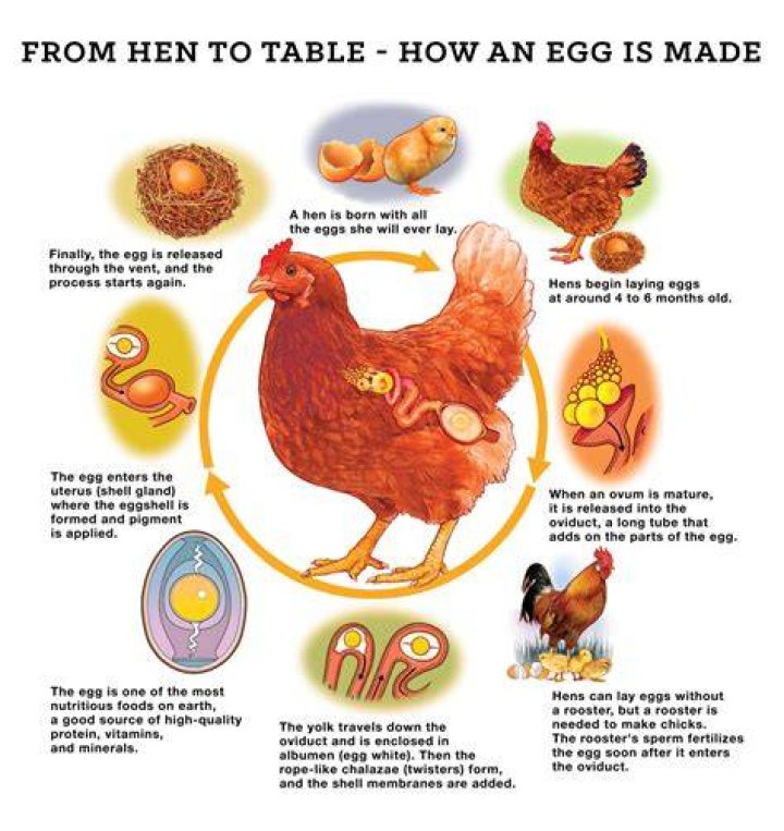 Can chicken lay eggs without a rooster?