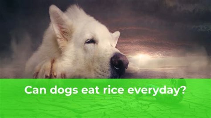 Can dogs eat rice everyday?