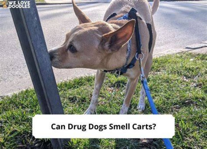 Can high school drug dogs smell nicotine?