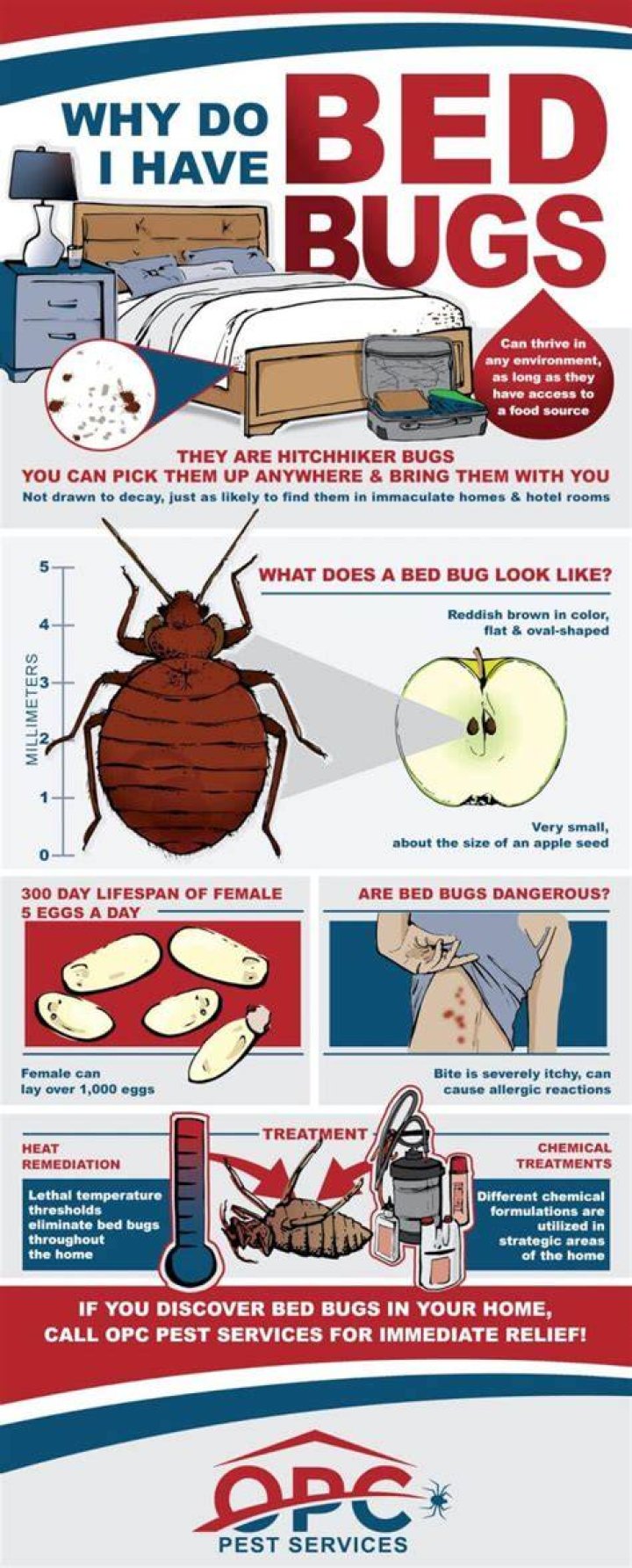 Can I go to work if I have bed bugs?