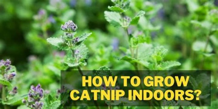 Can I grow catnip?