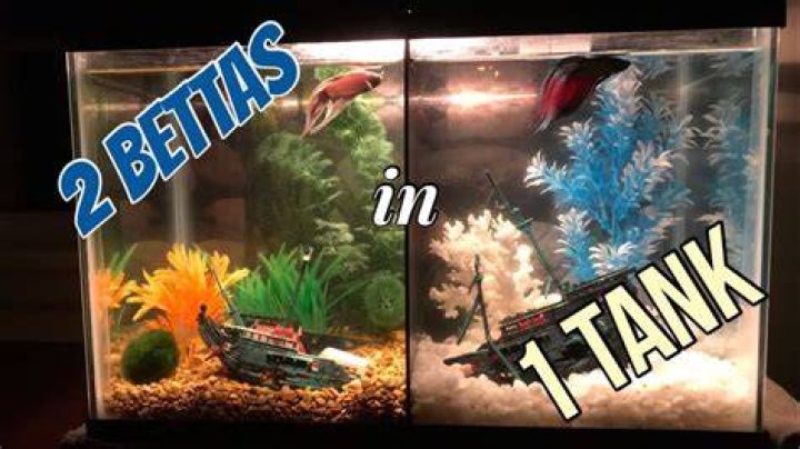 Can you put 2 male betta fish together?
