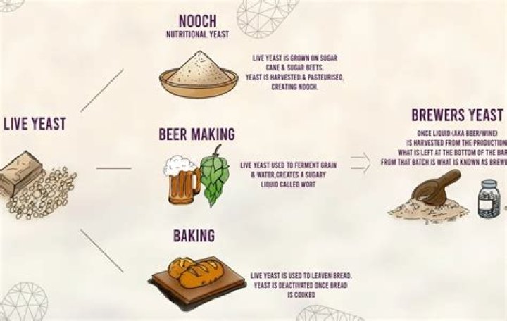 Can you use normal yeast for brewing?