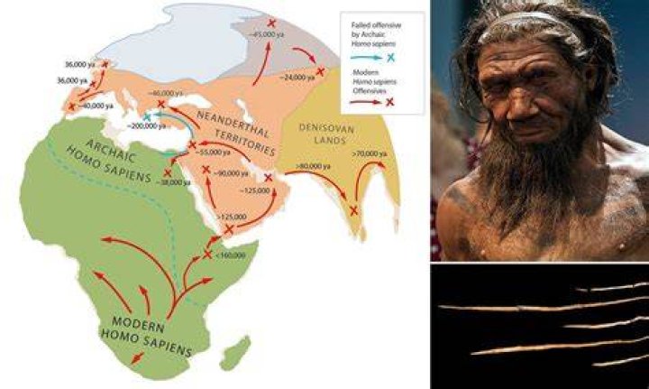 Did Neanderthals wipe?