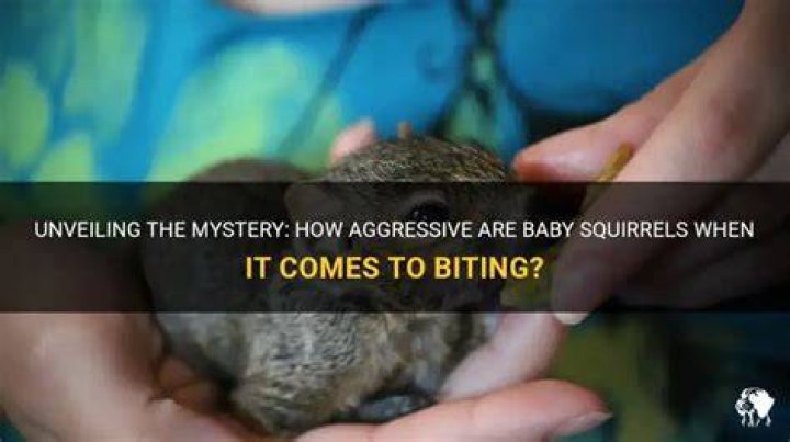 Do baby squirrels bite?