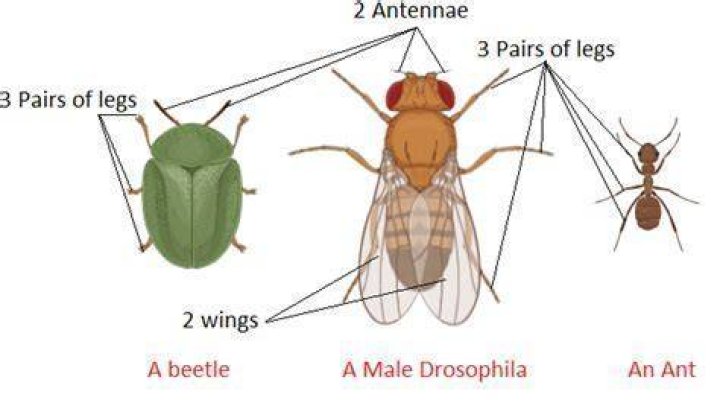 Do beetles have 2 sets of wings?