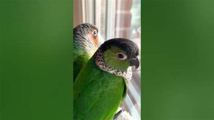 Do birds make a purring sound?