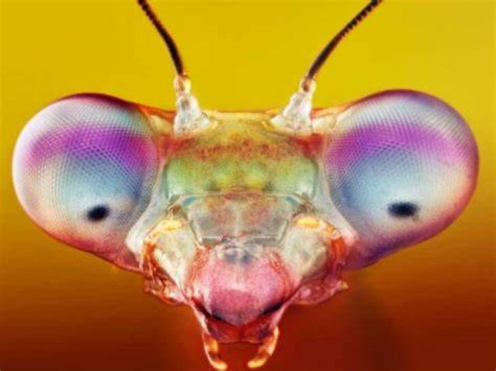 Do bugs have heartbeats?