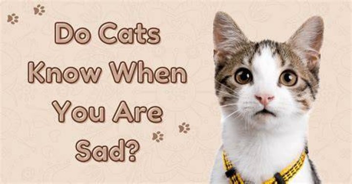 Do cat know when you cry?