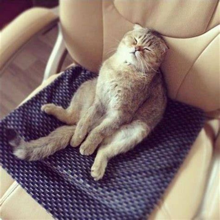 Do cats ever fully sleep?