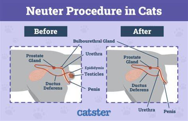 Do cats have a uvula?