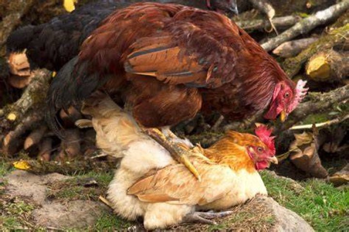 Do chickens mate with their offspring?