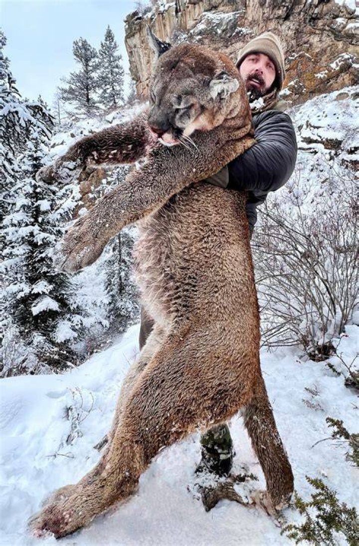 Do cougars eat humans?