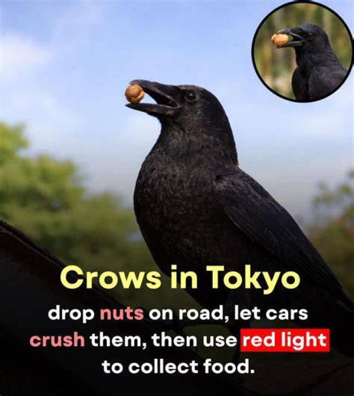Do crows recognize cars?