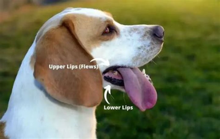 Do dogs have lips?