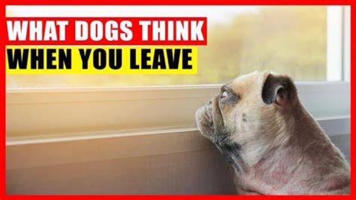 Do dogs think we are never coming back?