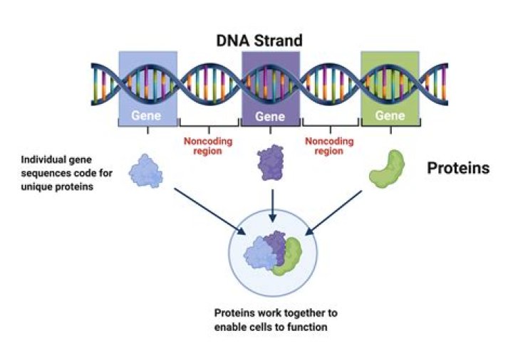 Do gems have DNA?