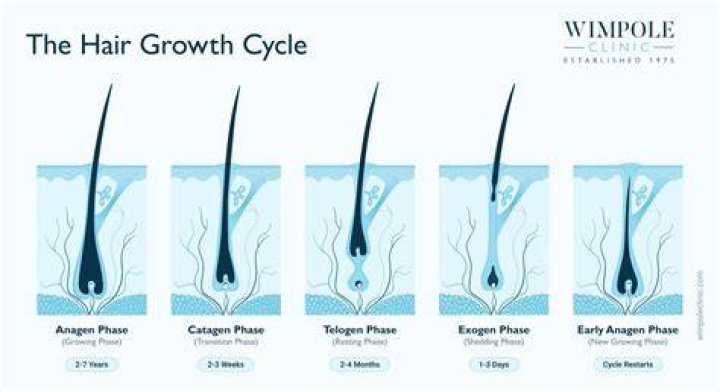 Do hairs have life?