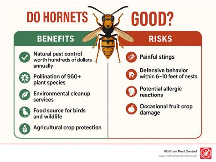 Do Hornets have a purpose?