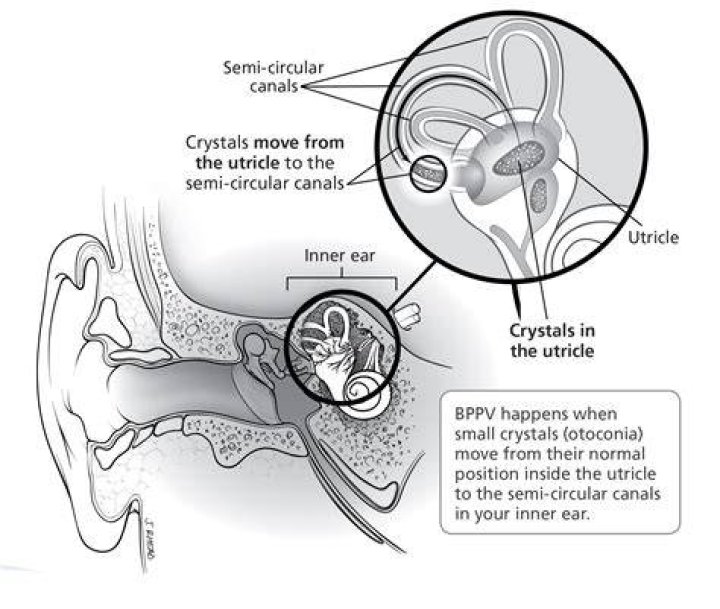 Do humans have crystals in their brains?