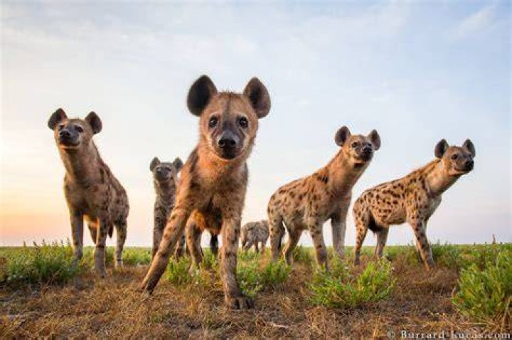 Do hyenas live in Texas?