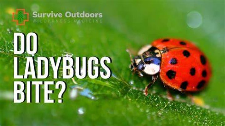 Do ladybug bites hurt?