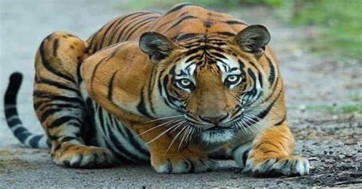 Do tigers have a fear of fire?